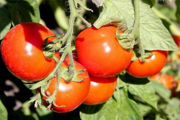 Томат булат: характеристика и описание сорта, урожайность с фото