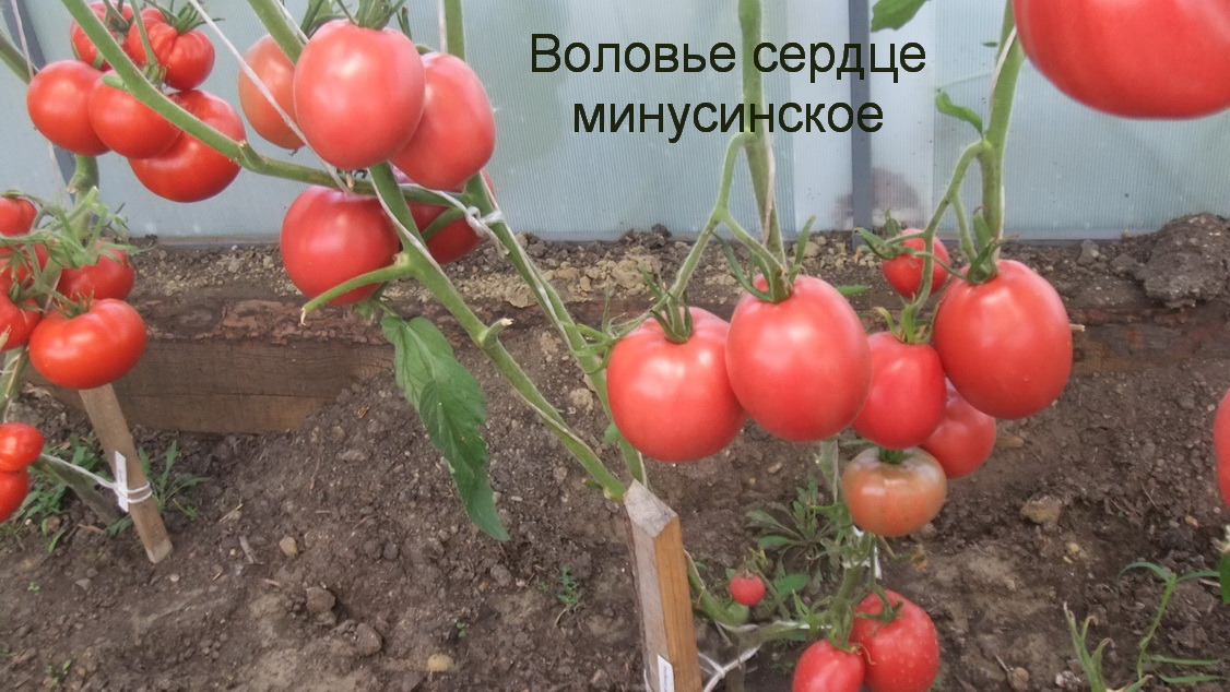 Описание сорта томата Воловье сердце, особенности выращивания и ухода