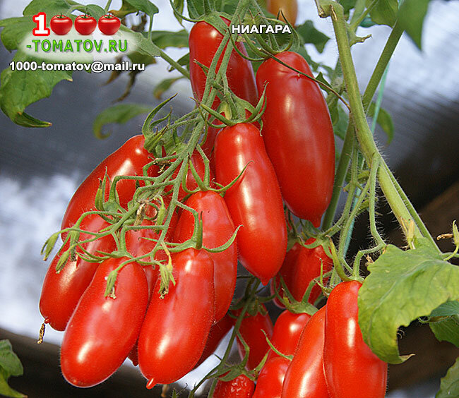Характеристика и описание сорта томата ниагара его урожайность - журнал садовода ryazanameli.ru