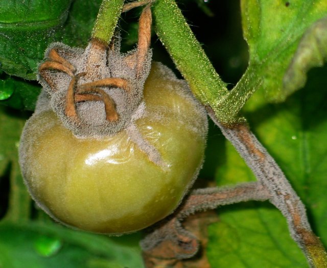Как определить болезни на рассаде томатов в теплице: «птичий глаз», «серая гниль» и пятнистость — agroxxi