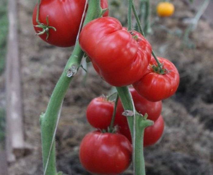 Томат тлаколула - характеристика и описание сорта, фото, урожайность, отзывы овощеводов