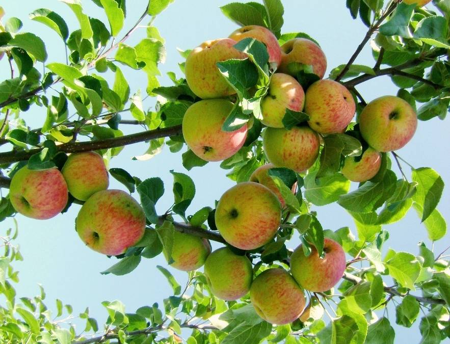 Яблоня боровинка: достоинства сорта и посадка растения
