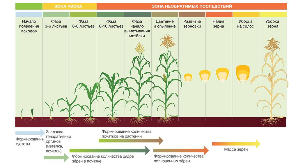 Как растет чечевица: технология выращивания и возделывания, урожайность с 1 га с видео