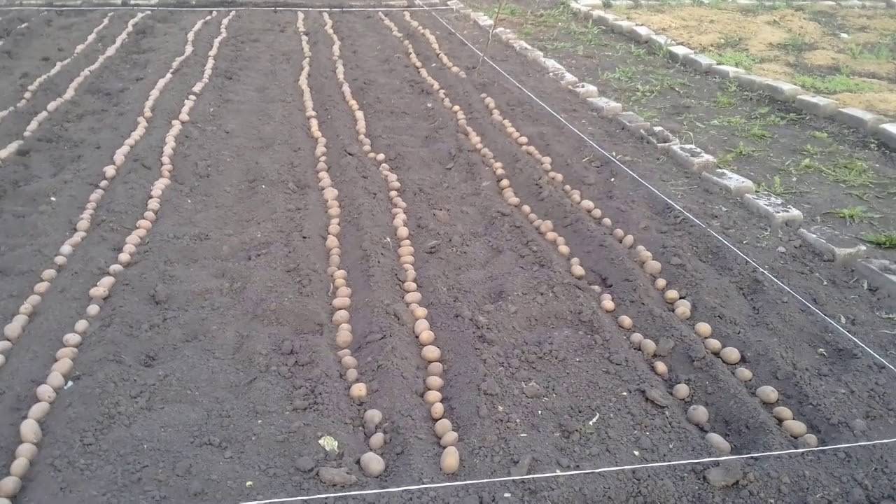 На каком расстоянии друг от друга сажать картошку