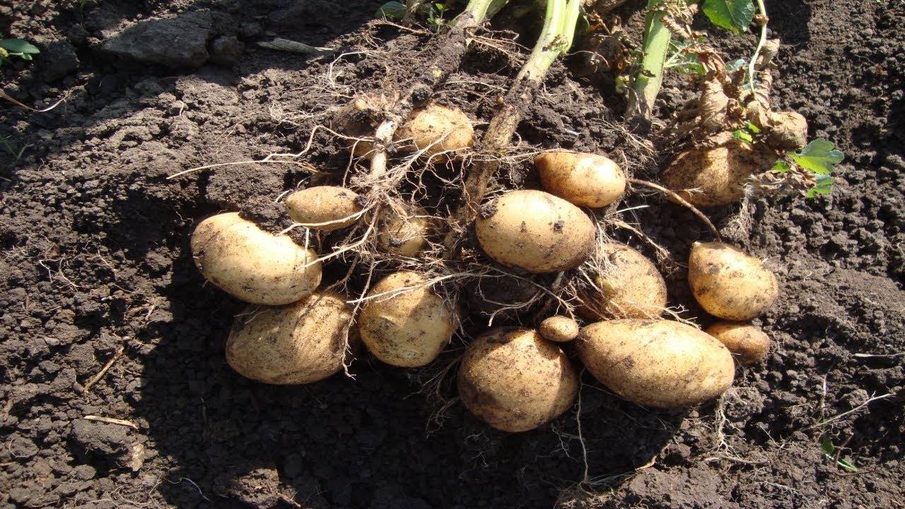 Картофель колетте: отзывы, топ секреты выращивания, описание, фото