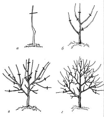 Нужно ли обрезать абрикос. Абрикос дерево схема обрезки. Абрикос формировка кроны. Обрезка абрикоса весной схема. Уплощенная крона абрикоса формировка.