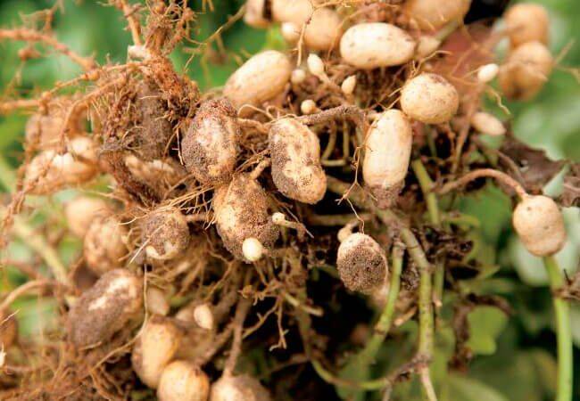 Можно ли вырастить арахис в домашних условиях и как это сделать на даче в открытом грунте?