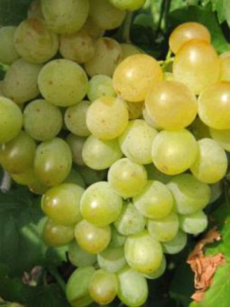 Виноград русбол (кишмиш мираж) описание сорта, выращивание и уход, отзывы и фото