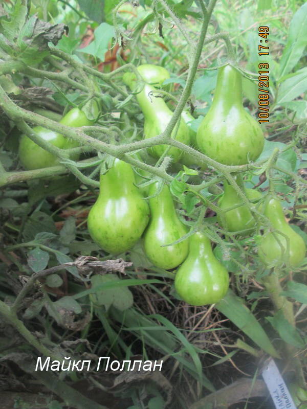 Описание сорта томата аполлон, его характеристики и урожайность