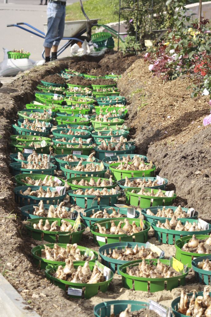Правила хранения и посадки луковиц тюльпанов в домашних условиях 2021 года