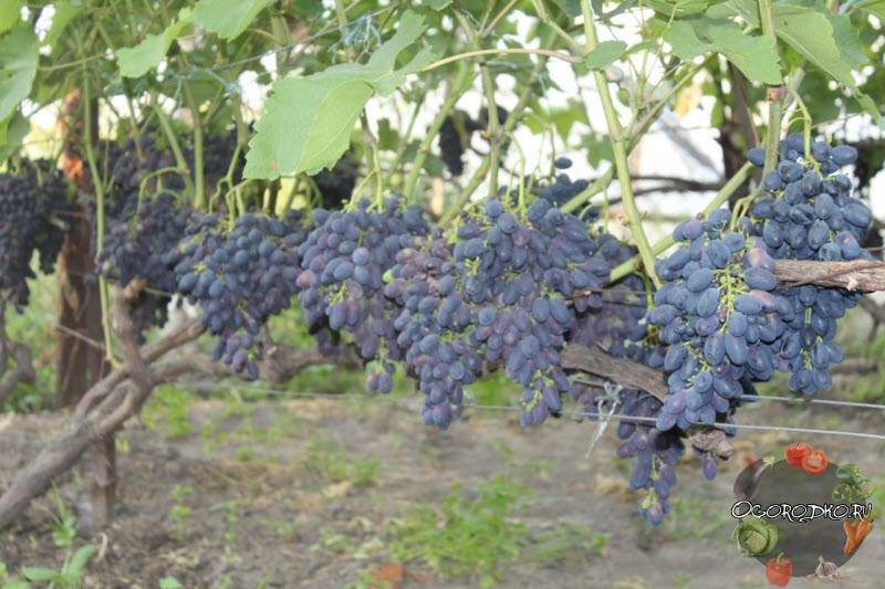 Сорт винограда «кодрянка», описание с фото и видео, таблица характеристик