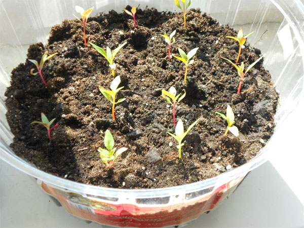 Выращивание сальвии из семян, посадка и уход в открытом грунте