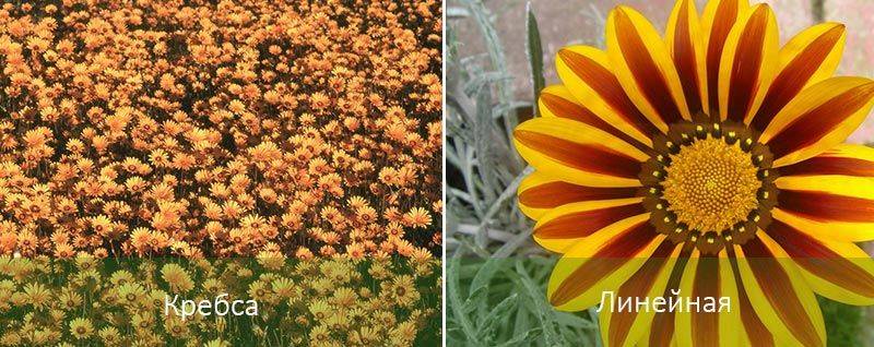 Гацания: как вырастить из семян когда сажать на рассаду