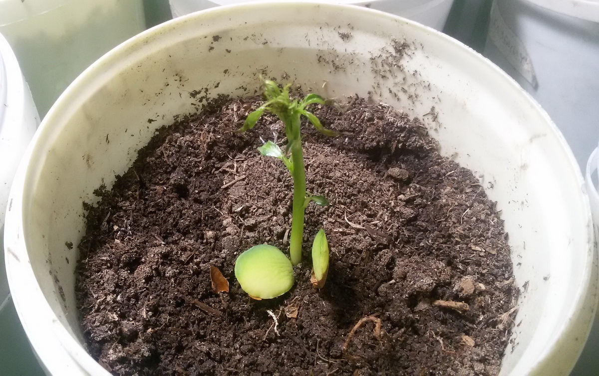 Как вырастить персик из косточки: пошаговая инструкция как посадить и вырастить персиковое дерево