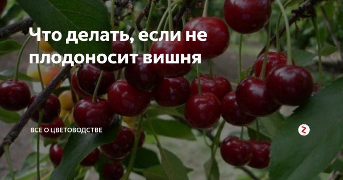 ✅ почему не плодоносит черешня, что делать, если не цветет и плохо растет - tehnomir32.ru
