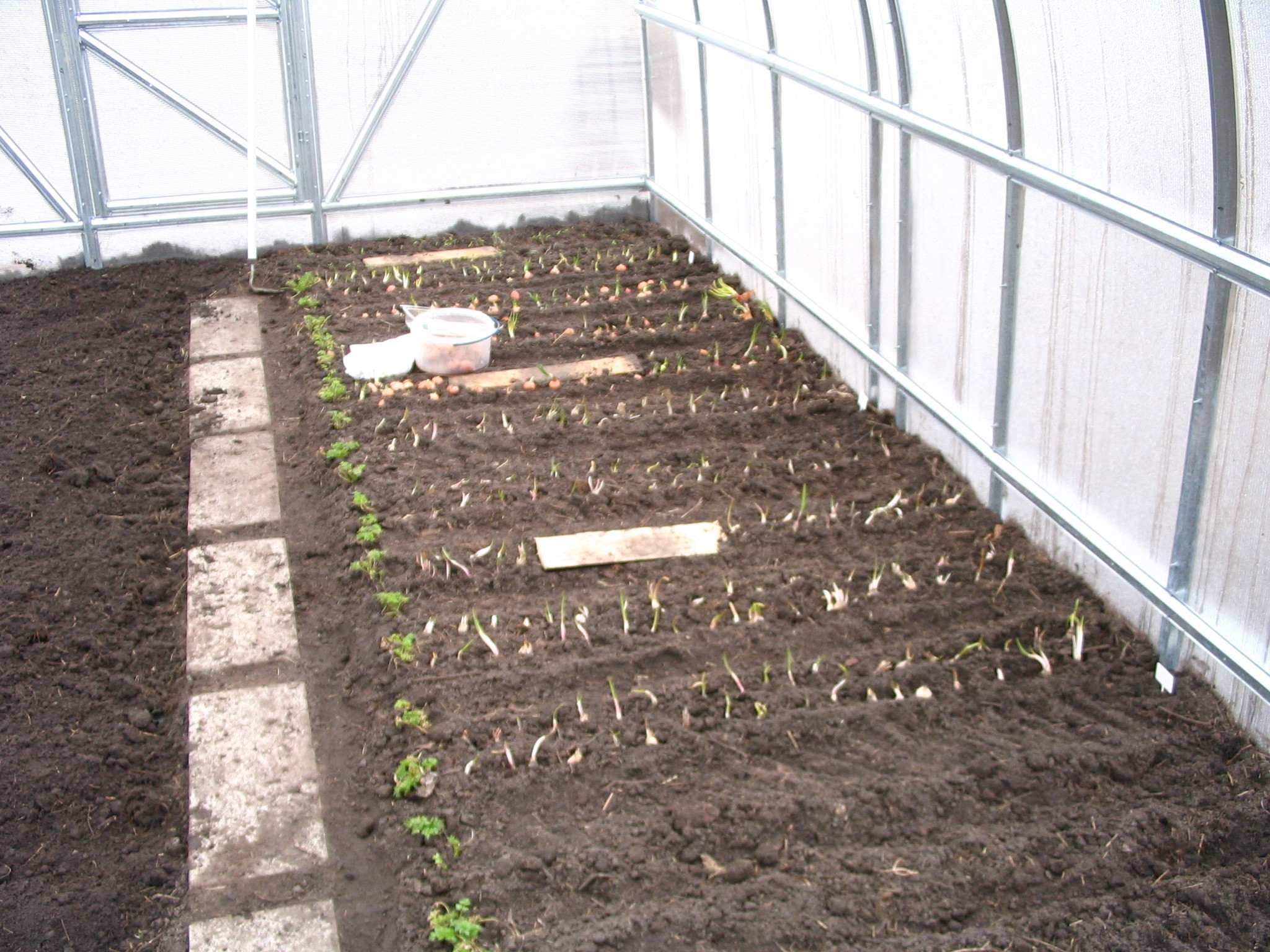 Выращивание редиса в теплице: выбор сорта, посадка и уход