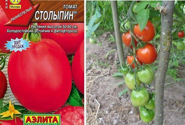 Описание сорта томата Столыпин и советы по выращиванию