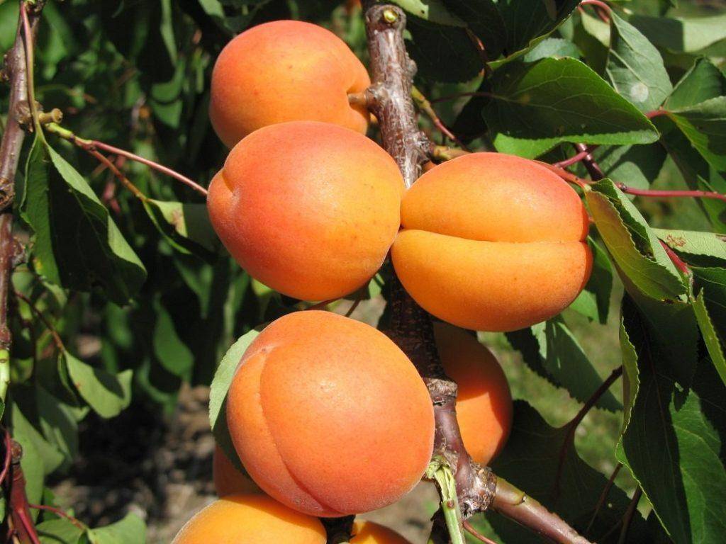Многообразие сортов абрикоса для разных регионов