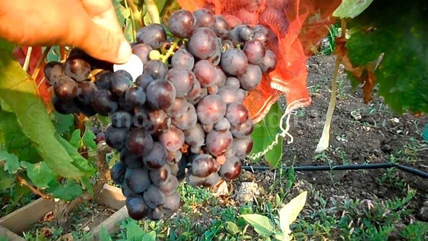 Виноград заря несветая: описание сорта, фото, видео