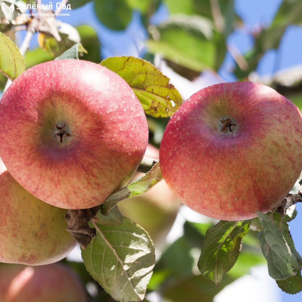 Яблоня башкирский красавец: описание урожайного сорта