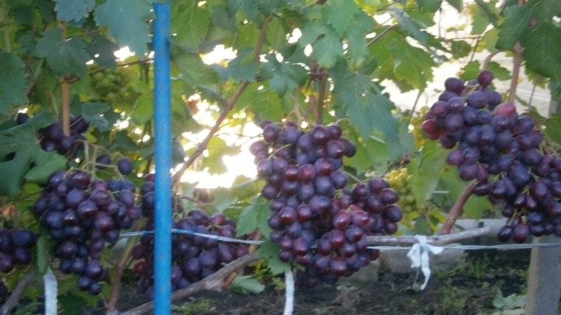 Виноград «заря несветая» характеристика сорта, особенности, достоинства и недостатки