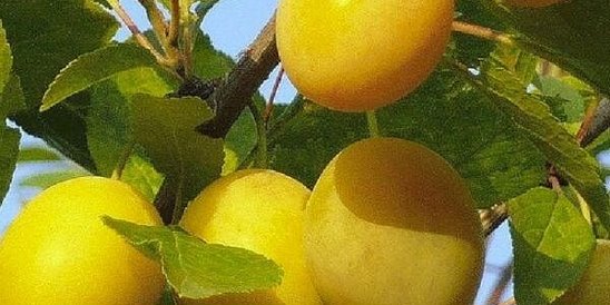 Желтая слива — лучшие сорта, особенности посадки и обработки, советы по уходу и увеличению урожайности (115 фото и видео)