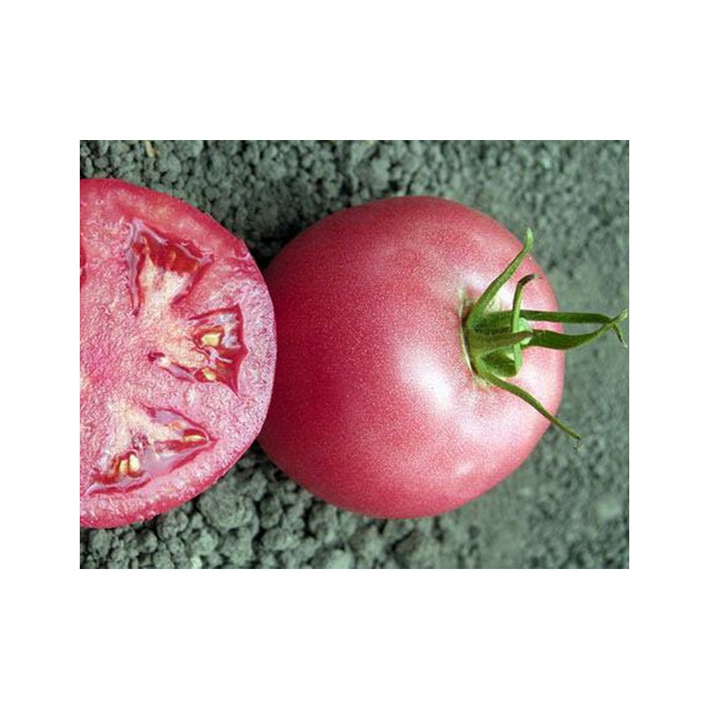 Вкусные и полезные томаты японского розового рая: особенности выращивания в теплице