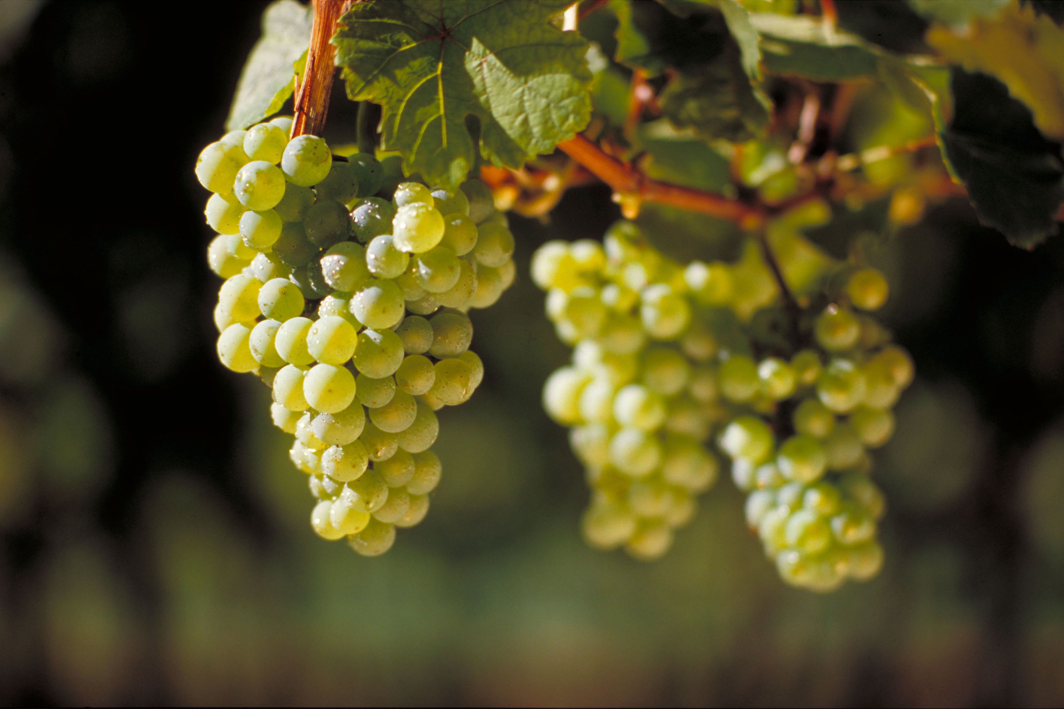 Описание винограда сорта Рислинг, особенности посадки и ухода