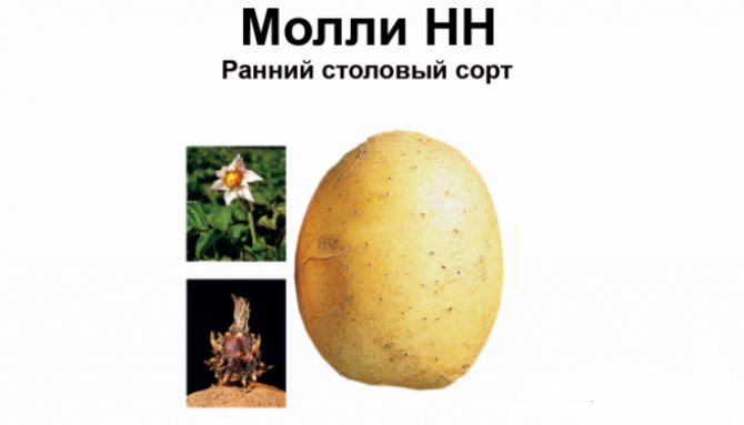 Картофель краса: описание сорта, фото урожая, отзывы о преимуществах и недостатках картошки