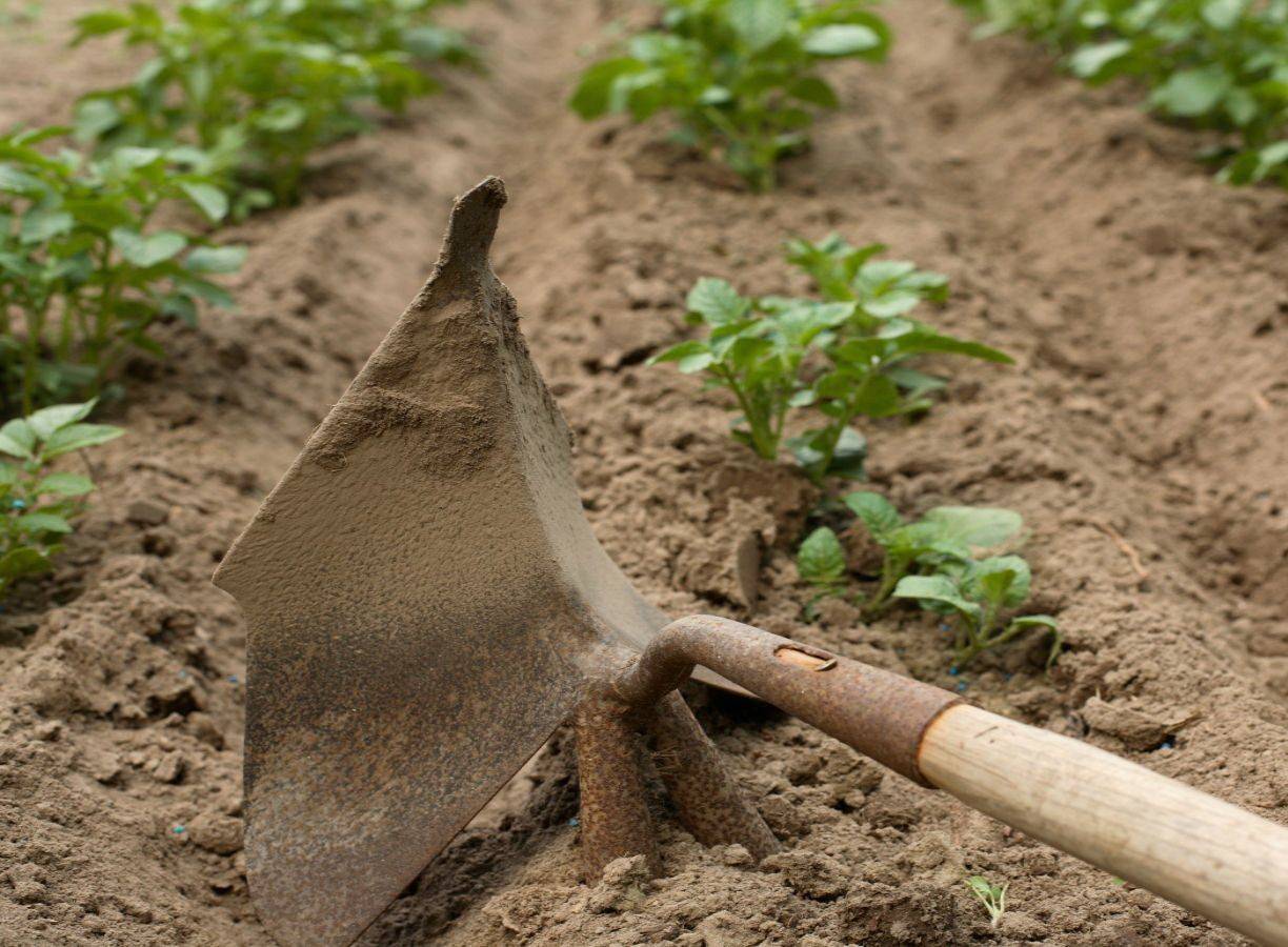 Выращивание картофеля с умом без прополки и окучивания