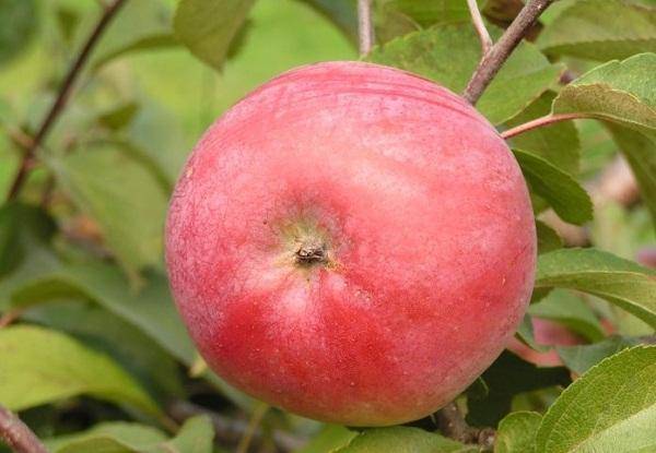 О яблоне белорусское сладкое: описание и характеристики сорта, посадка и уход