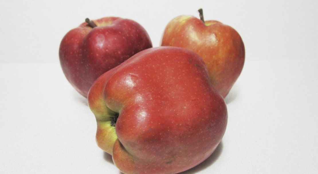 Характеристики и описание сорта яблонь «ред чиф»