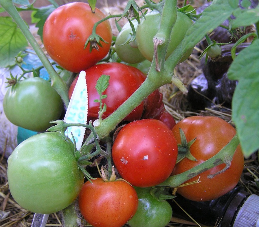 Томат бони мм: характеристика и описание сорта, особенности выращивания