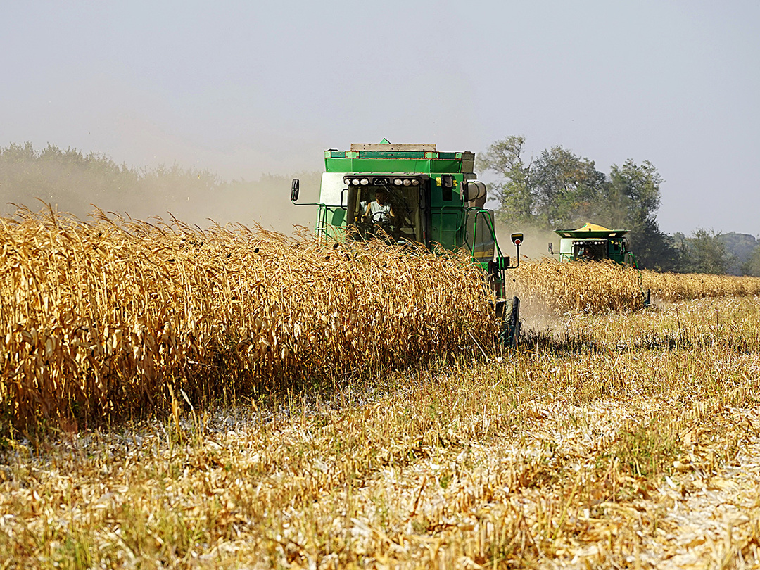 Уборка кукурузы: на зерно, на силос, влажность кукурузы при хранении