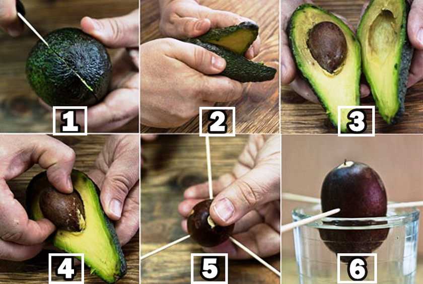 Как вырастить авокадо из косточки дома: условия для проращивания