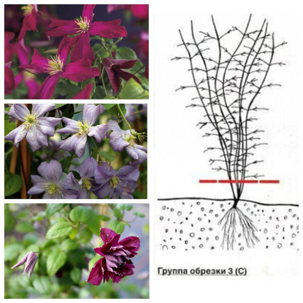 Клематисы - посадка и уход в открытом грунте, способы размножения и секреты пышного цветения