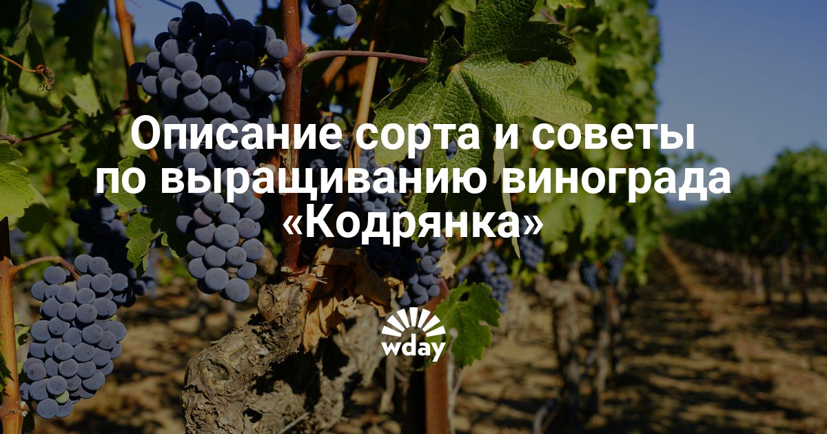 Виноград «красностоп золотовский» — описание и характеристика донского сорта