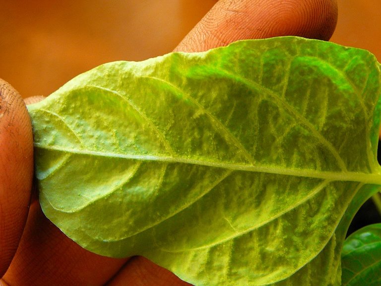 Фиолетовые листья у перца: причины заболевания, как лечить