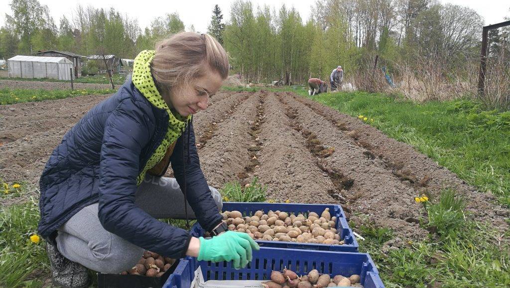 Как в дождливое лето спасти картофель, правила посадки, ухода и сбора урожая
