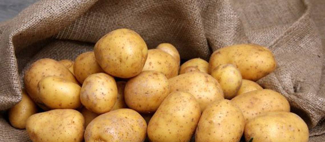 Картофель ирбитский: описание, особенности выращивания