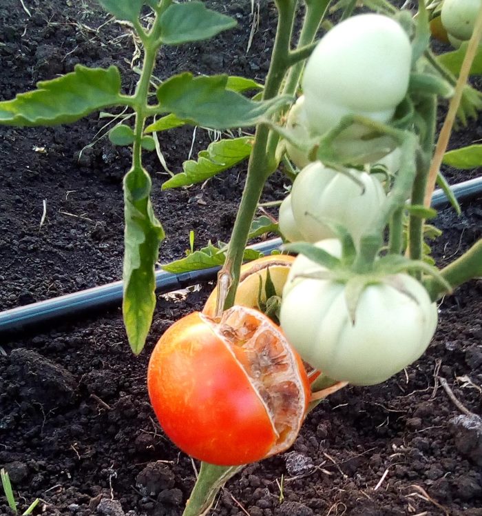 Трескаются помидоры в теплице: определяем и устраняем причины