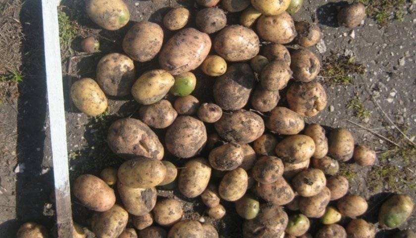 Сорт картофеля луговской: характеристика, описание с фото, отзывы