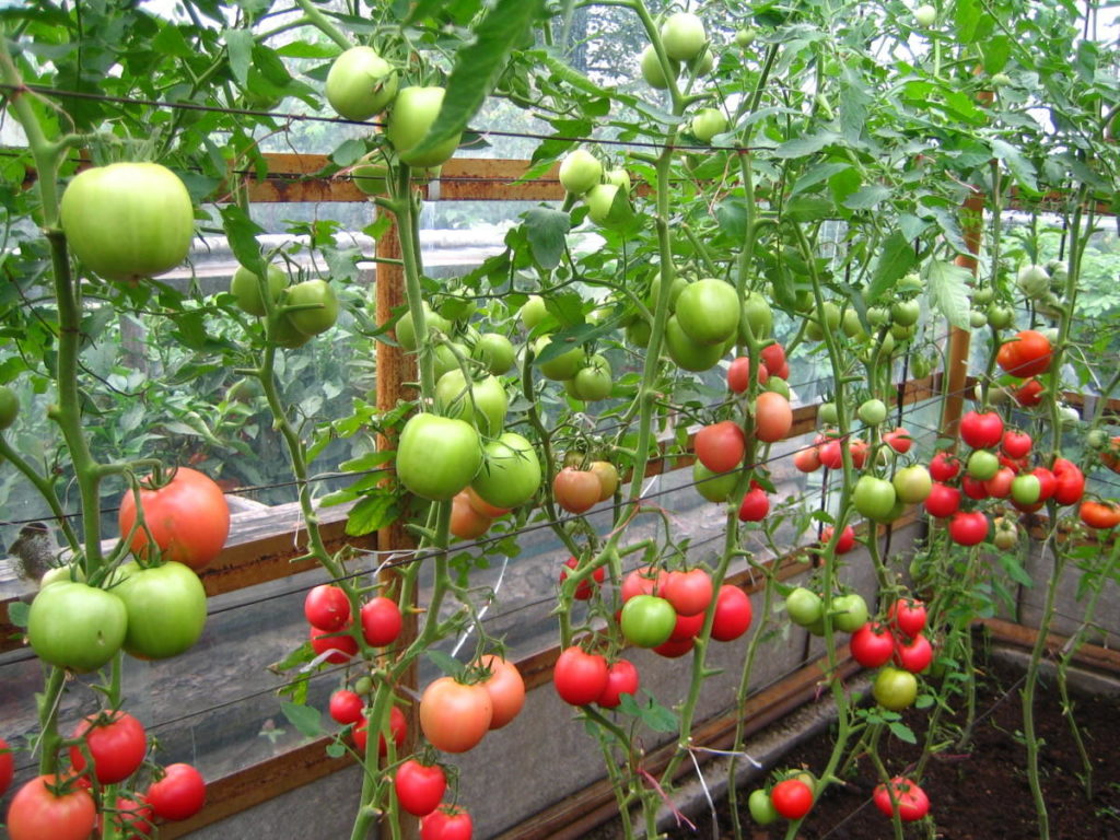 Особенности посадки и ухода за томатами сорта малиновое чудо от «садов россии»