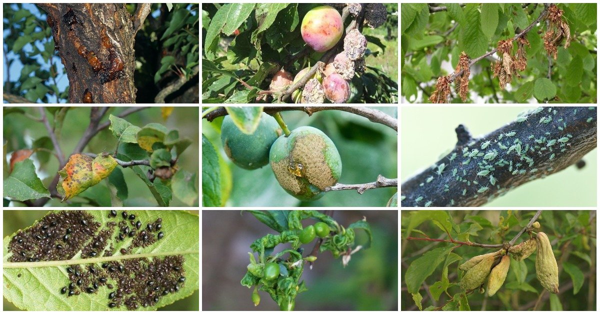 Заболевание плодовых деревьев и их лечение с фото