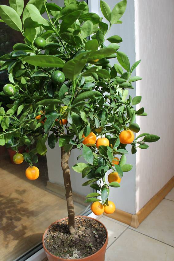 Как вырастить мандарин из косточки в домашних условиях: выбор посадочного материала и грунта. правила содержания мандаринового деревца в комнатных условиях (115 фото)