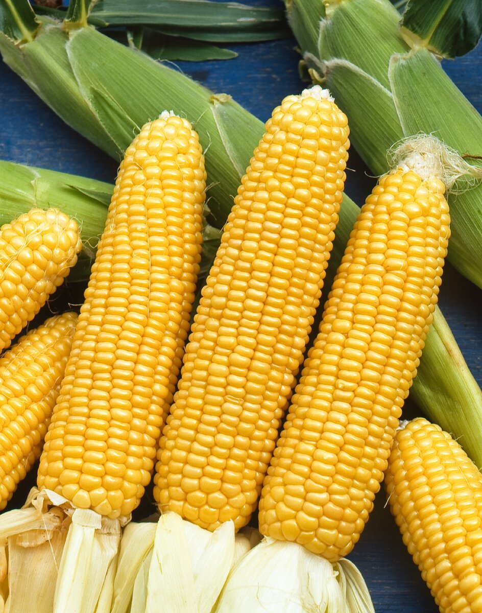 Сахарная кукуруза – лучшие сорта, практические рекомендации по выращиванию