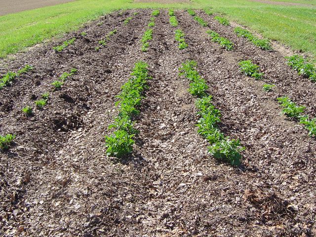 Выращивание картофеля по голландской технологии – максимальный результат при минимальных усилиях