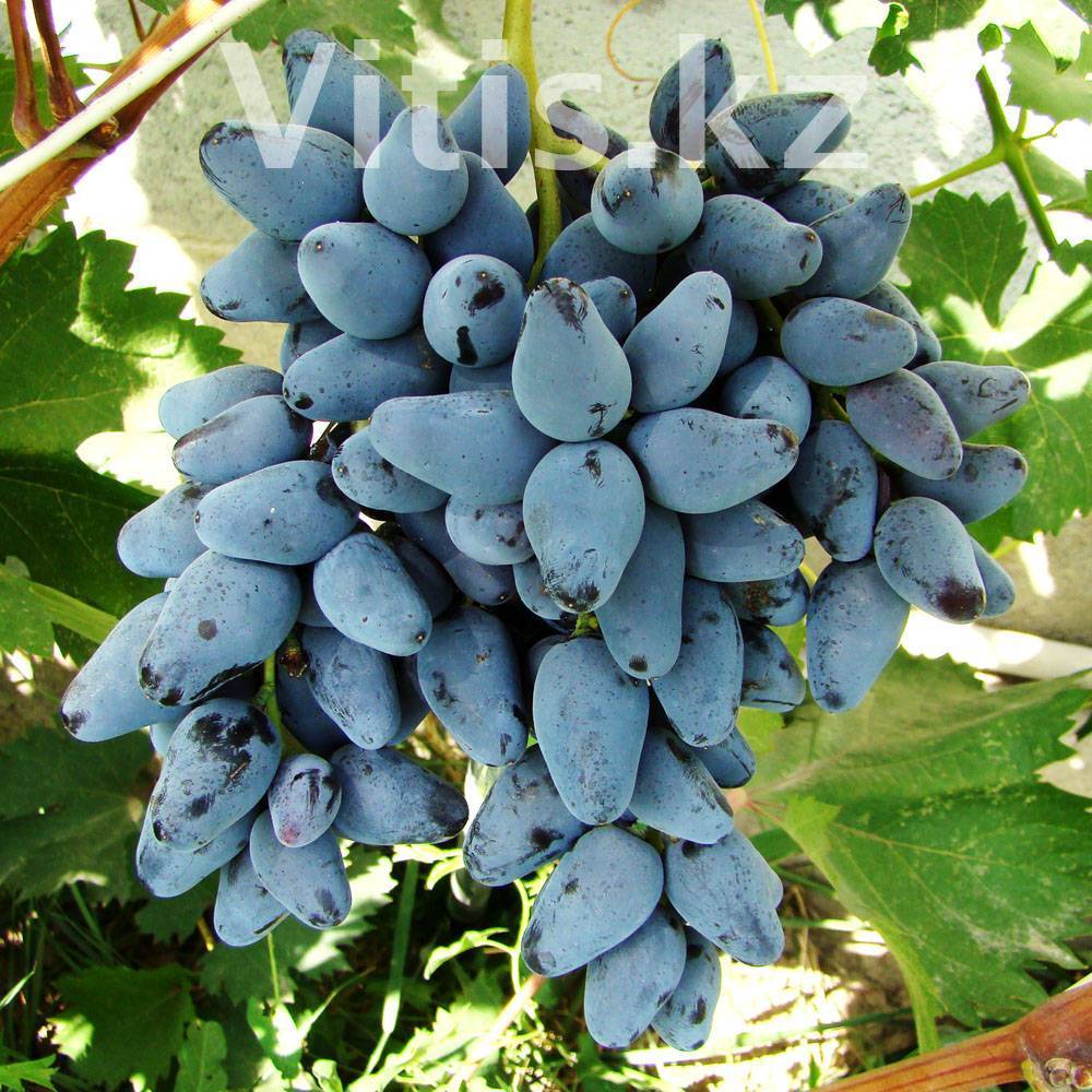 Виноград памяти негруля — вкусный, красивый, неприхотливый