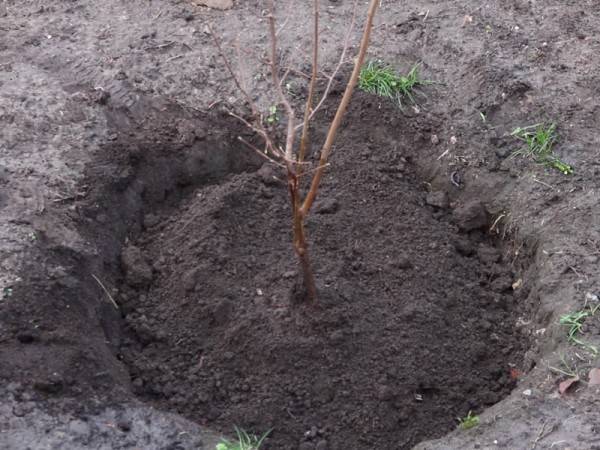 Посадка, уход и выращивание дерева фундука для начинающих садоводов