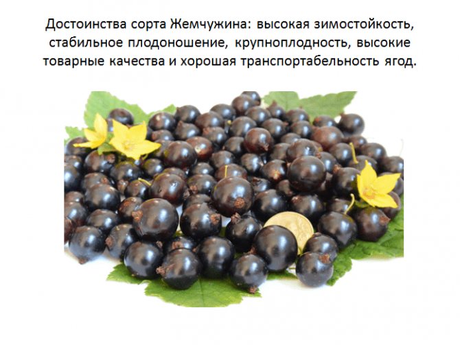 Сорт смородины черный жемчуг: описание, отзывы